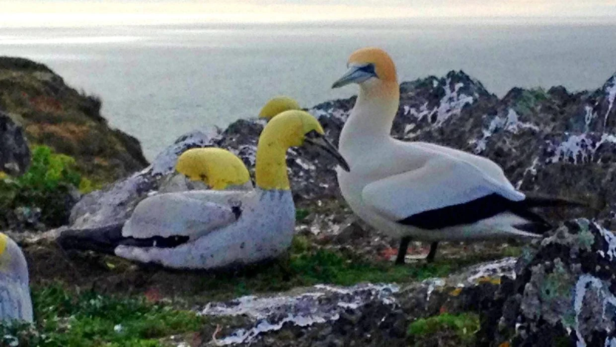 Nigel No Mates, the 'world's loneliest bird', dies next to concrete replica he was in love with